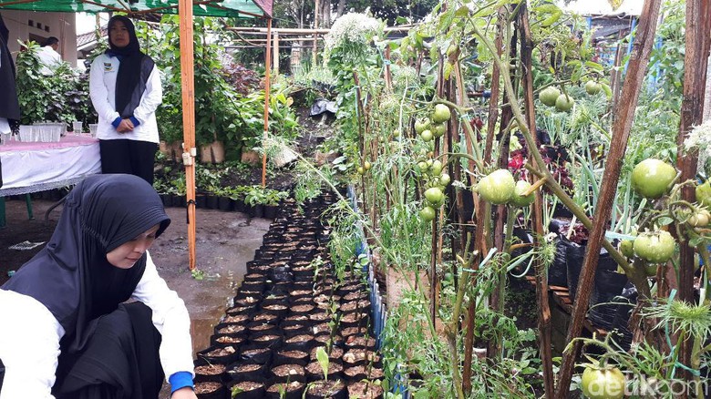 Tanam Sayuran, Ibu-ibu Ini Hemat Uang Belanja Rp 40.000/Hari