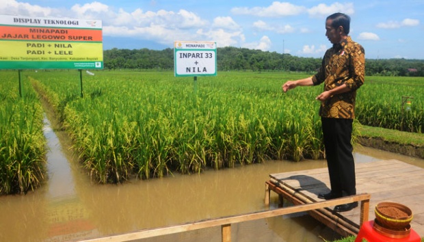Jokowi Perintahkan Kalteng Jadi Lumbung Padi Organik Ekspor