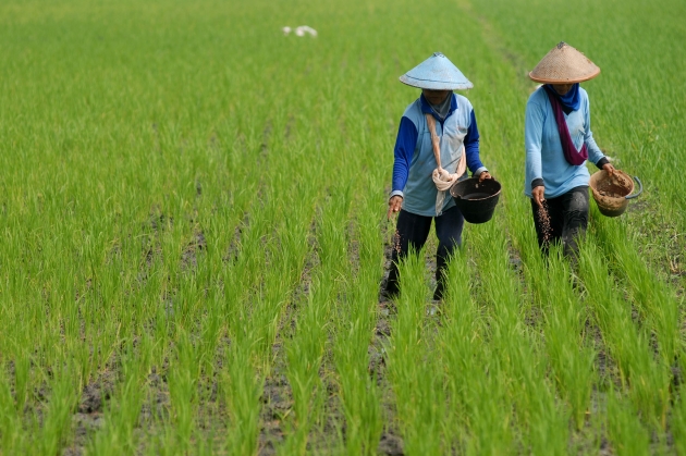 Mentan Buka Lahan 300 Ribu Ha di Kalteng buat Tanam Padi Organik