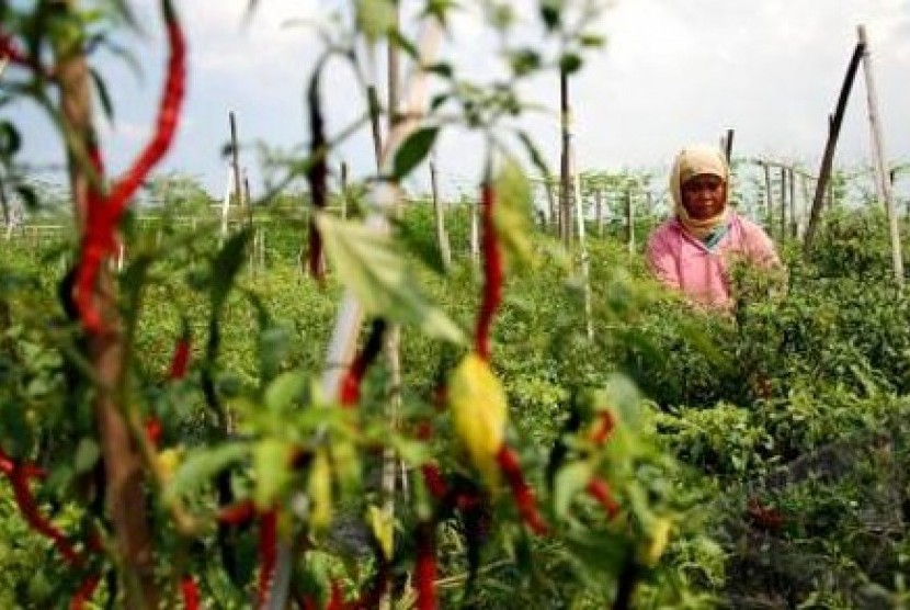 Dirjen: budidaya cabe-bawang Purbalingga layak ditiru