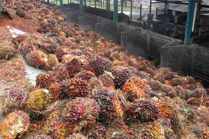 Inovasi Mahasiswa UGM Manfaatkan Limbah Sawit Jadi Gas Hidrogen