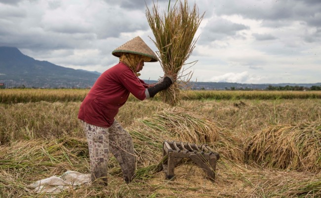 Betapa Susahnya Menjadi Petani Di Negara Agraris