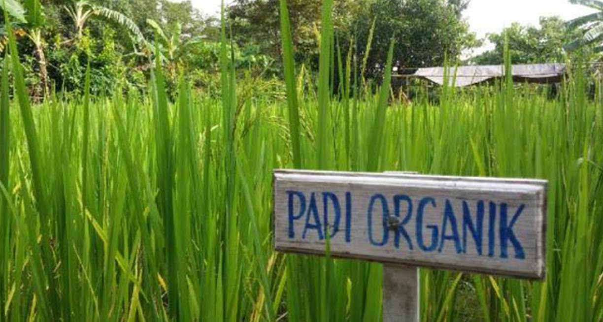 Ingin Petani Tanam Padi Organik, Pemerintah Harus Beri Bimbingan