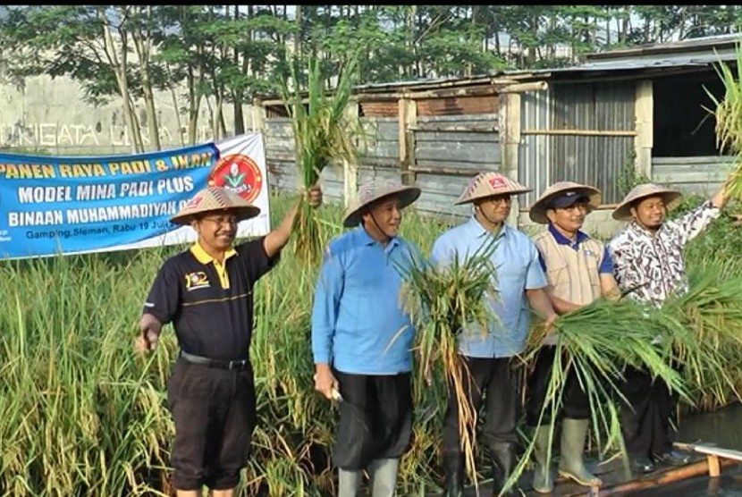 Siput Diyakini Bisa Tingkatkan Hasil Panen Padi