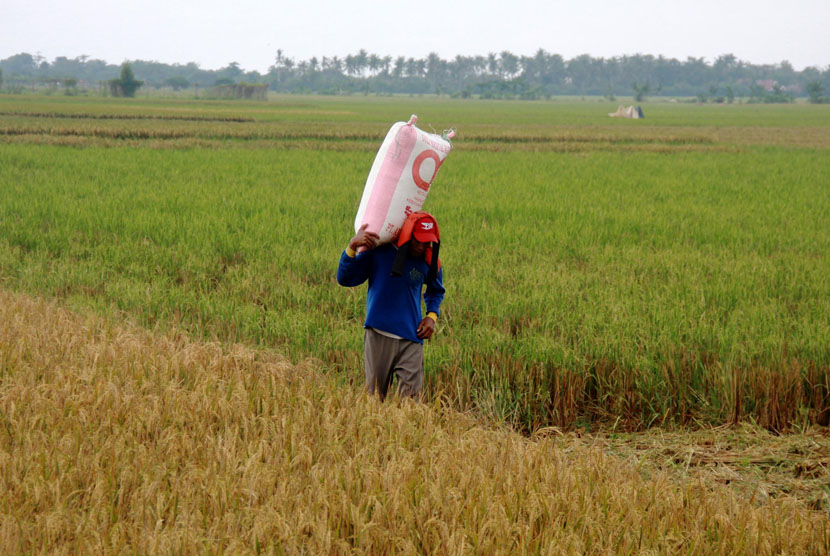 Tengkulak di Jatim Beli Beras Petani dengan Harga Rendah