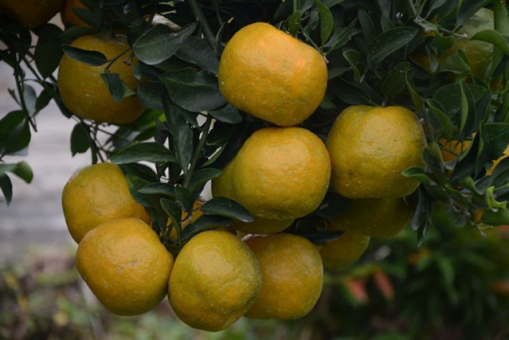Bujangseta mampu buahkan jeruk sepanjang tahun 