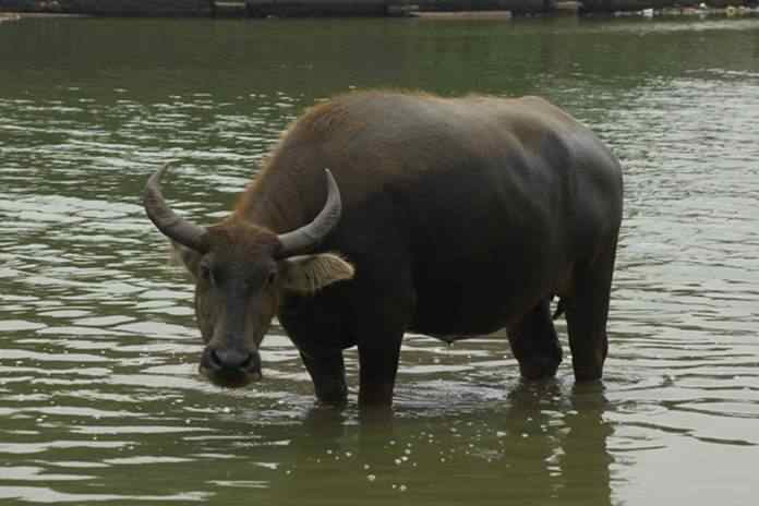 Teknik Modifikasi Gen Bisa ‘Menciptakan’ Hewan Ternak Sesuai Keinginan 