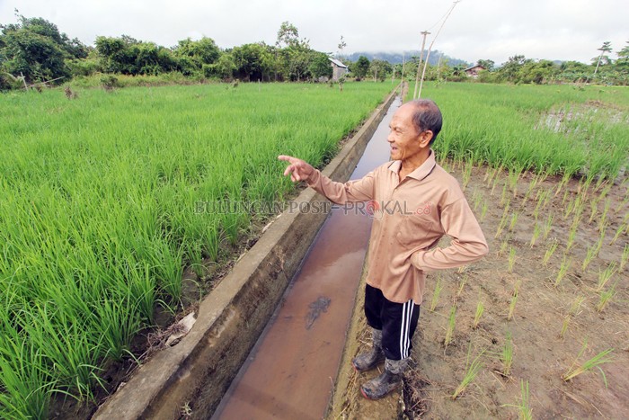 Pupuk Cukup, Petani yang Kurang DPKP Ingin Ada Penyalur di Tiap Kecamatan