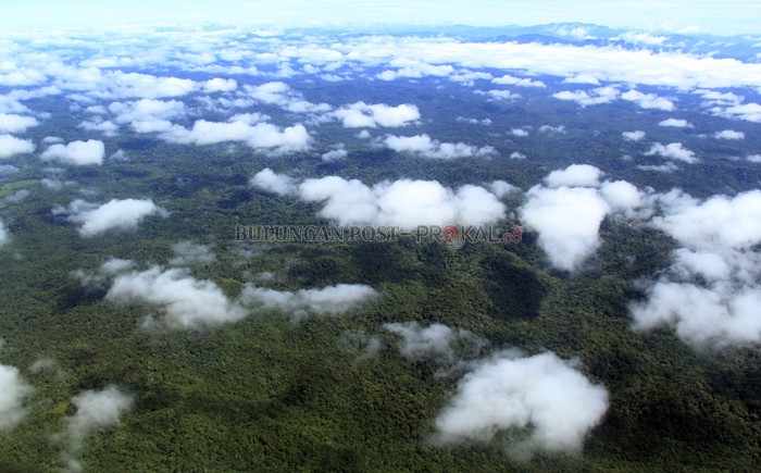 Dunia Harus Perhatikan Hutan Kaltara Rusak, Berakibat Bencana
