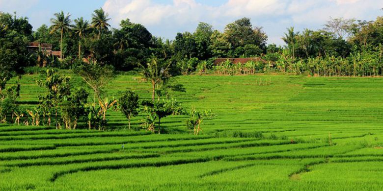 Petani Lebak Diminta Tingkatkan Kualitas Komoditas Pertanian 