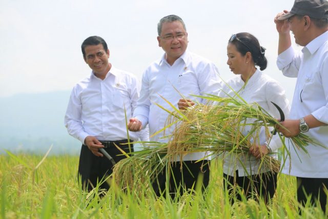 Akurasi Data Stok Pangan Masih Rendah 