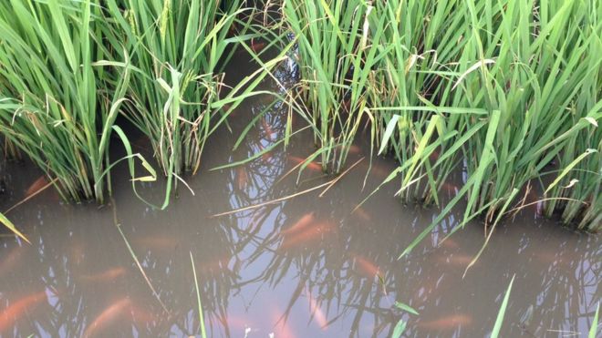 Pertanian dan budidaya ikan Mina padi :'Satu hektar lahan bisa dapat omset 120 juta' 