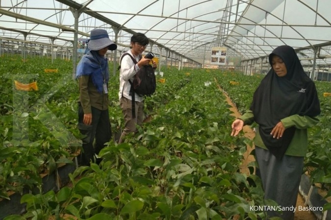 MPPI: Insentif untuk benih sangat dibutuhkan