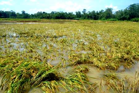 Cegah Gagal Panen, Pentingnya Petani Pahami Ilmu Agro Metreologi 