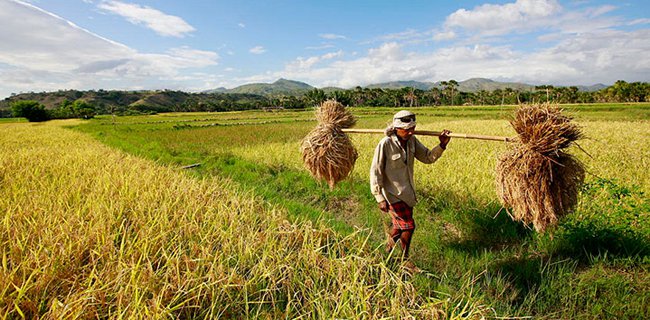 Data Pangan Tidak Akurat Rugikan Rakyat 