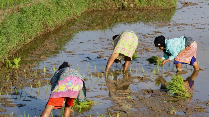 Satu Desa Satu Komoditas Unggul, Darmin: Jangan Sampai Kendor 
