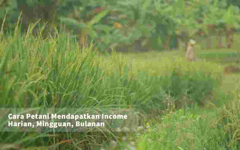 Cara Petani Mendapatkan Income Harian, Mingguan, Bulanan 