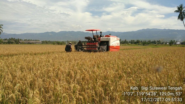 Ada Benih Padi Tahan Hama, Kunci Sukses Panen Raya 2017