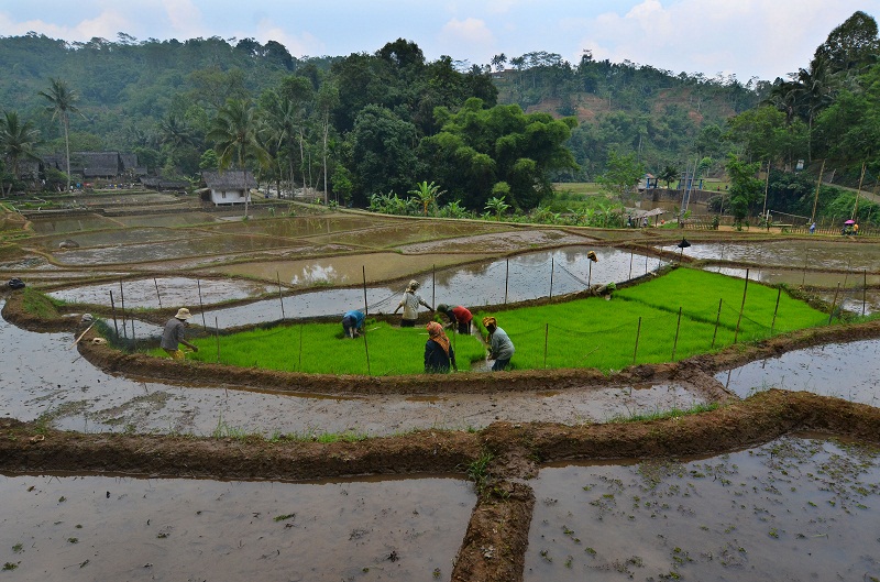 Pemerintah Klaim Sudah Swasembada Tiga Komoditas