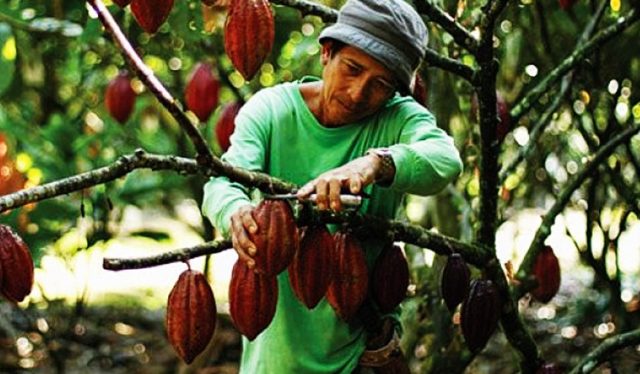 Tanaman Kakao Terancam Punah, Ilmuwan Siapkan Strategi Penyelamatan 