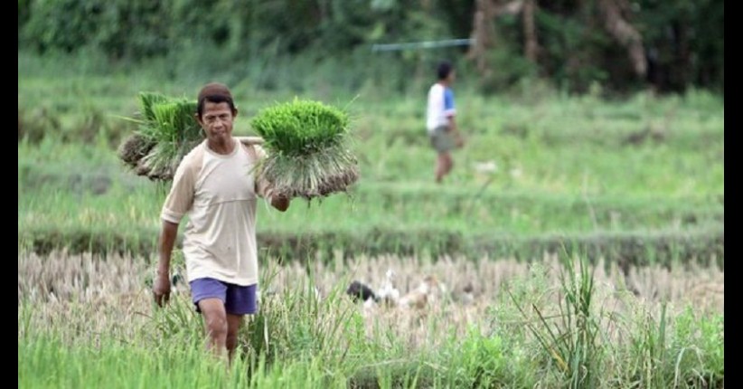 Terancam Krisis Pangan, Pertanian Indonesia Butuh Regenerasi 