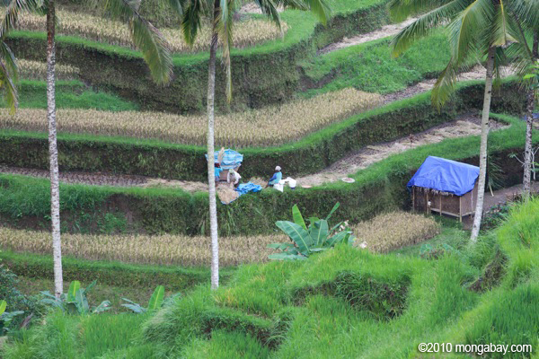 Metode Hazton Ini Mampu Hasilkan Padi Puluhan Ton. Berani Coba? 