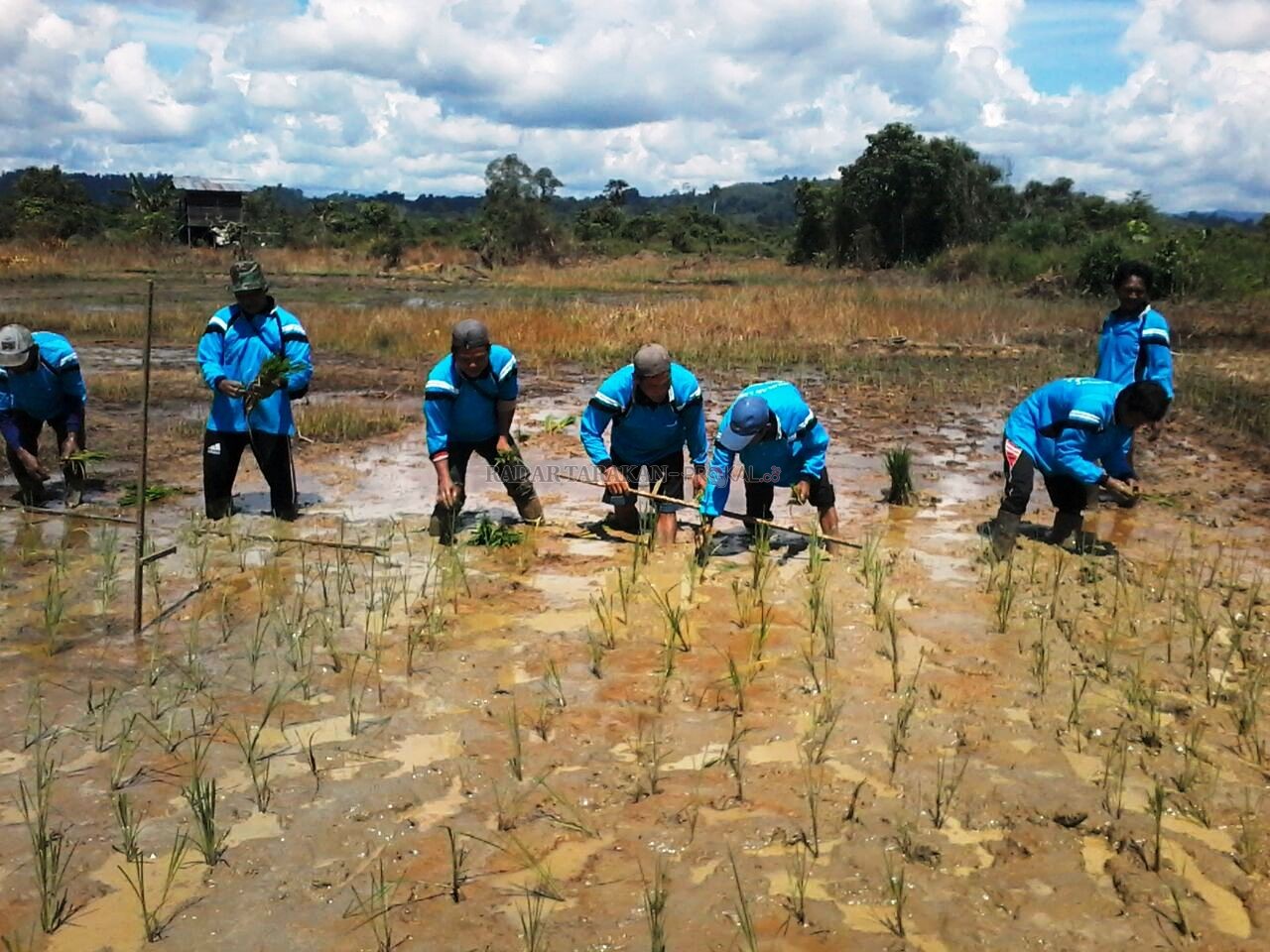 Garap Lahan Sawah Seluas-luasnya