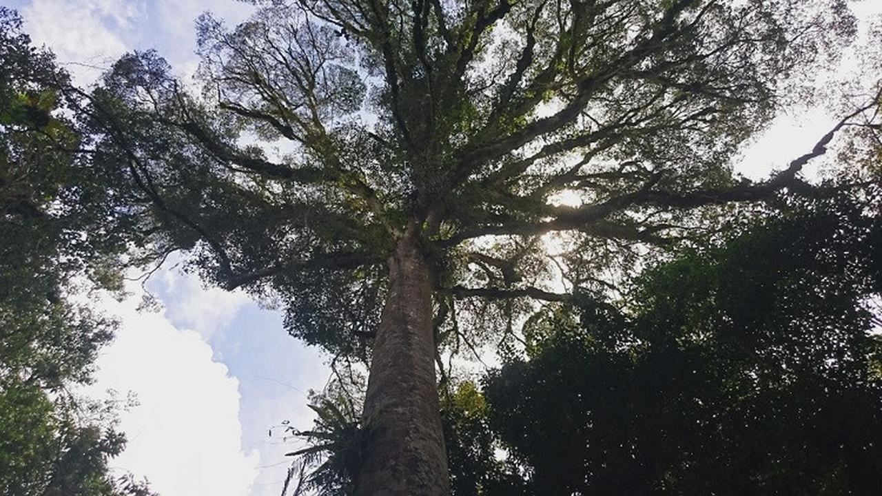 Program Hutan Sosial Harus Didukung Pemerintah Daerah 