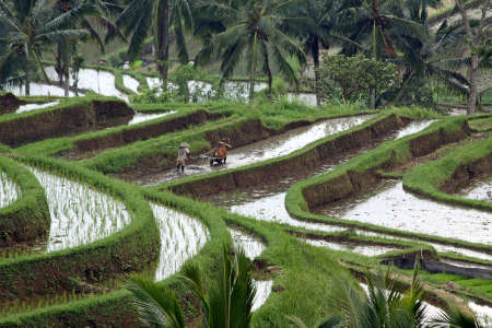 Teknologi Salibu Sukses Dorong Produksi Petani Buleleng 