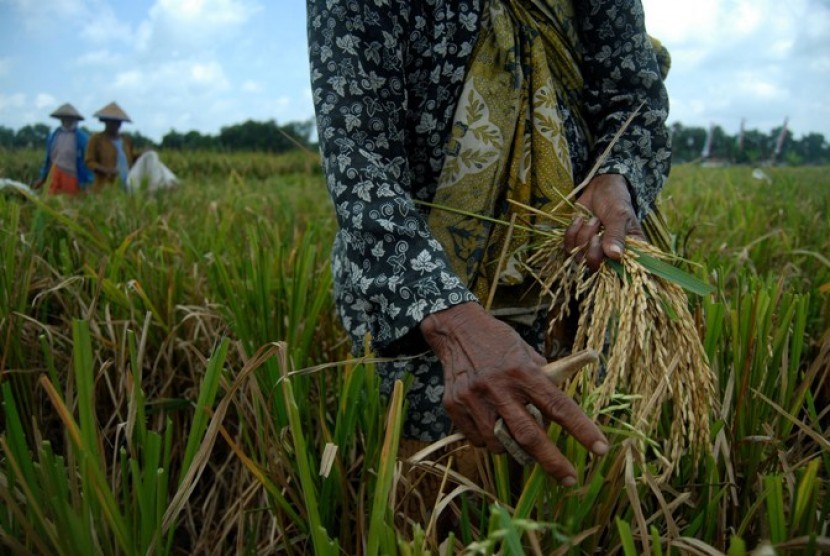 Ketidakakuratan Data Panen Raya Memengaruhi Persediaan Beras
