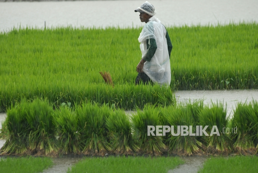 Petani Purworejo Dapat Bantuan Benih Padi 575 Ton