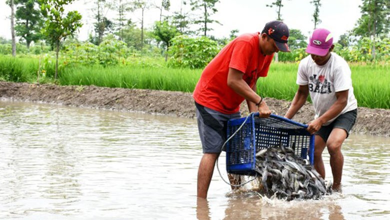 Tingkatkan Ekonomi Warga, Desa Jambu Kembangkan Wisata Tangkap Lele
