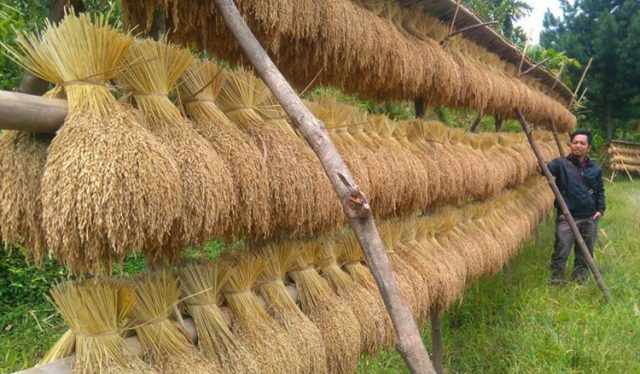 Drama Impor Beras Dan Ancaman Swasembada Semu