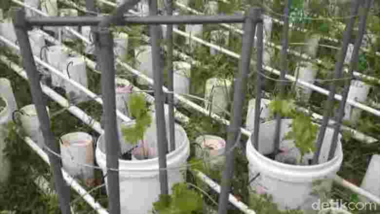 Budidaya Sayuran dan Ikan dengan Sistem Aquaponik Ala Henri