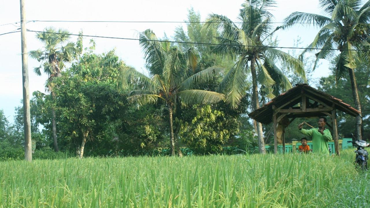 Target Swasembada Beras Sulit Tercapai