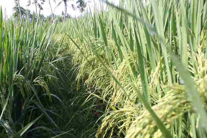 Mengenal Lebih Jauh Soal Tanaman Hibrida