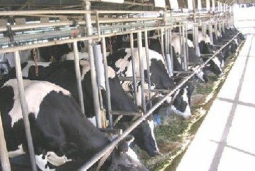 Baznas Gencar Dorong Pemberdayaan Peternak Desa 