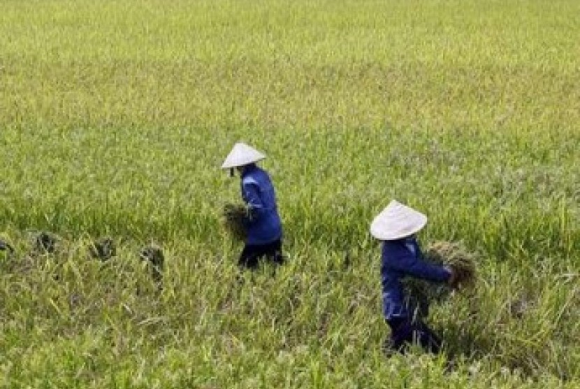 Ke Sumsel, Mentan Panen Padi di Lahan Rawa