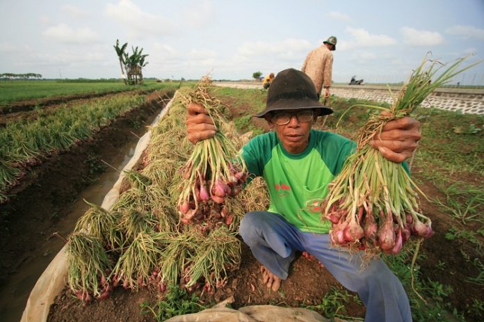 BI Jabar Dan Unpad, Kolaborasi Pengembangan Agribisnis Bawang Merah