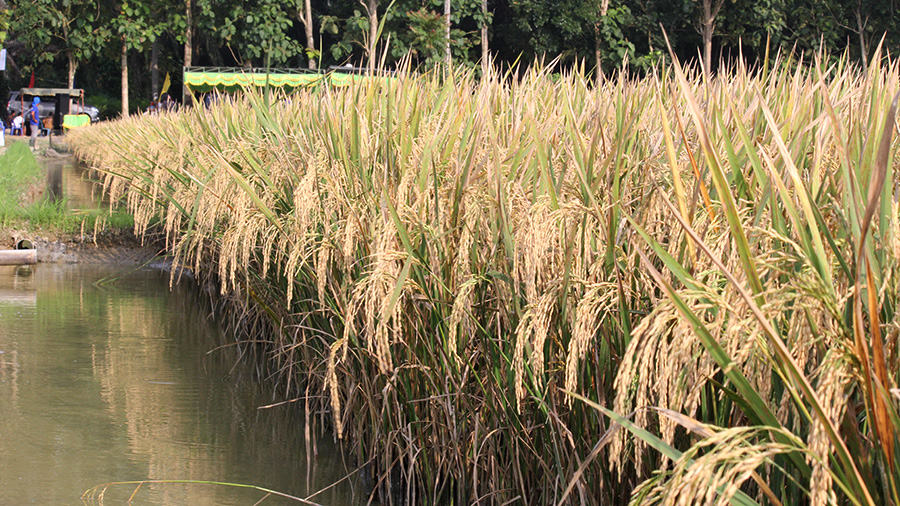 Mina Padi yang Membuat Petani Sergai Tersenyum, Mengapa?
