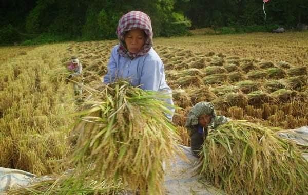 Komunitas Gereja Bisa Kembangkan Pertanian, Ini Penjelasan Luhut