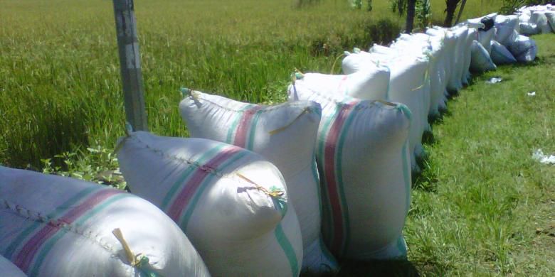 CIPS: Target Swasembada Beras Tidak Didukung Data Produksi yang Akurat