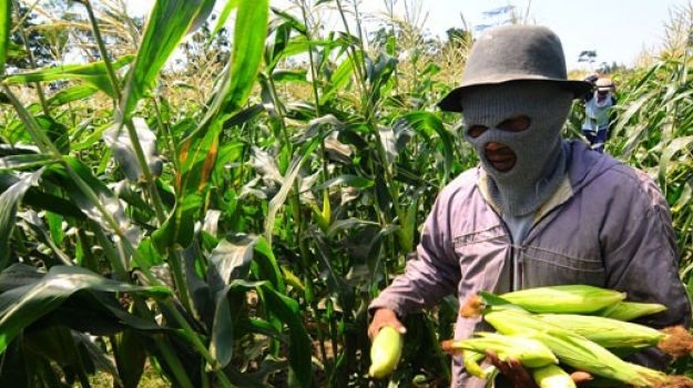 Petani mengembangkan jagung di sawah pascapanen padi