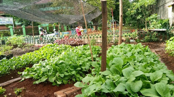Urban Farming dengan Pupuk dari Sampah Sukses Dikembangkan Lurah Pondok Labu