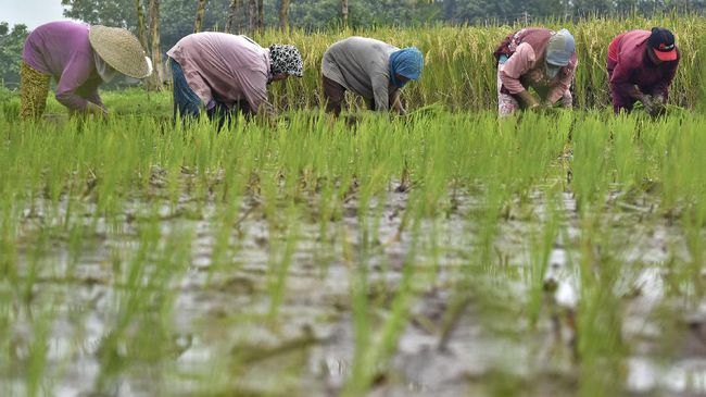Negara ASEAN Bahas Kehilangan Hasil Produksi Pertanian
