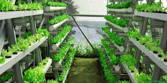 Inilah Alasan Kenapa Anda Harus Mulai Berhidroponik!