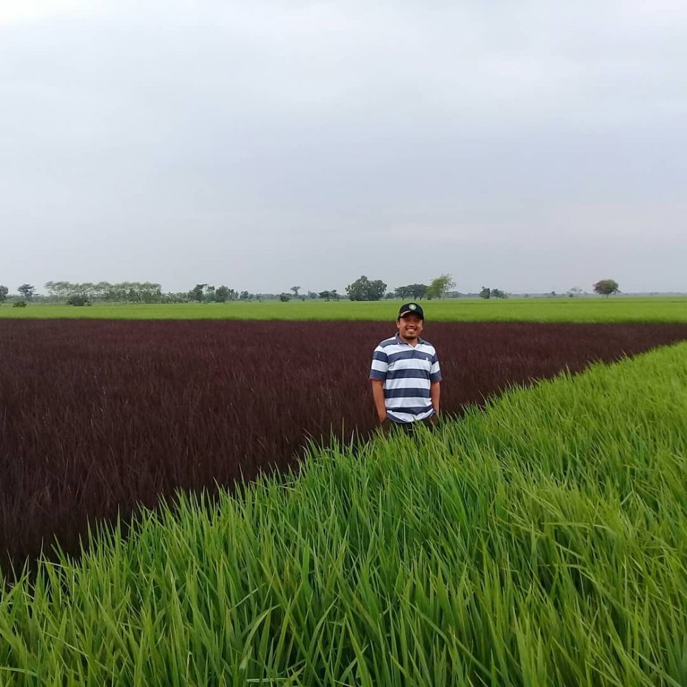 Lagi ngehits ini penjelasan padi ungu yang suka jadi obyek selfie