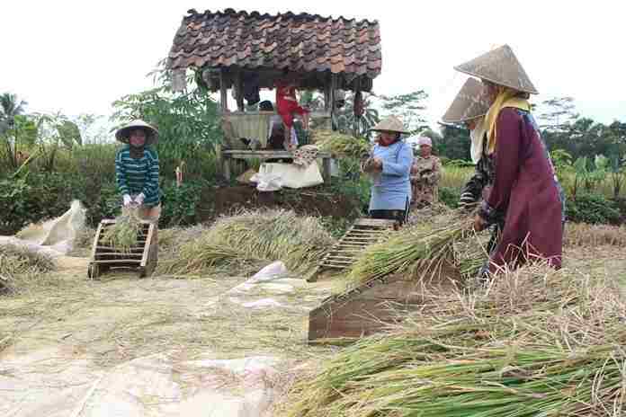 Petani Jepang Kagumi Sifat Gotong Royong Indonesia Saat Panen 
