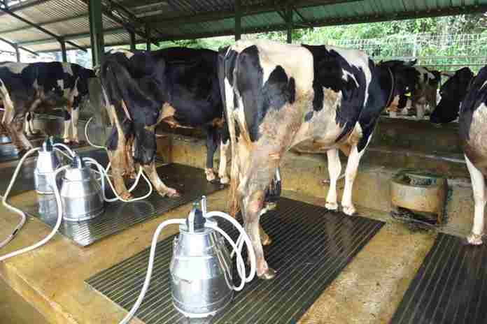 Kementan Luncurkan Aplikasi Android untuk Kesehatan Sapi