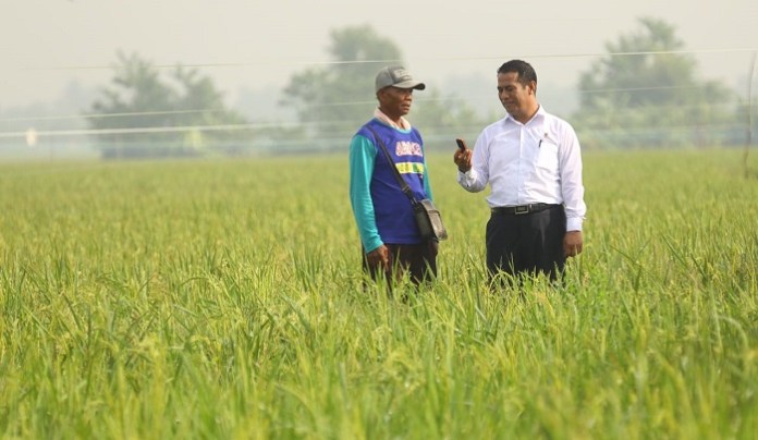 Panen Padi Nasional Pada Januari 2018 Menghasilkan 2,83 Juta Ton Beras 